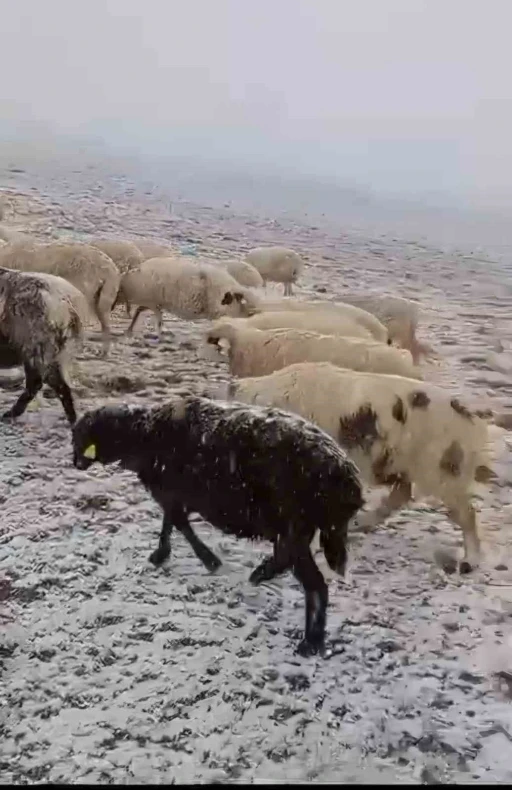 Yaylada otlayan koyunlar kar altında kaldı
