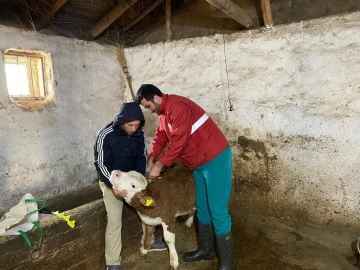 Yeni doğan buzağılara kimlik verildi
