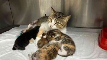 Yeni doğum yapan kedinin ayağına tuğla düştü, yavrularıyla birlikte ameliyata alındı
