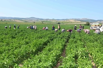 Yenişehir Biberi’ne de tescil belgesi
