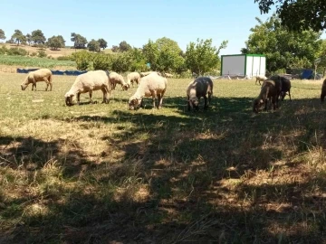 Yenişehir’e hayvan giriş çıkışları yasaklandı
