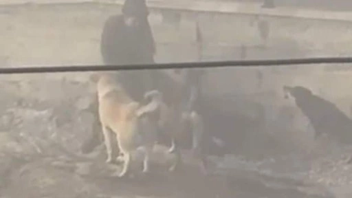 Yer: Ankara! Başıboş köpekler, hamile kadına saldırdı