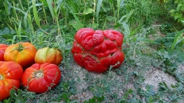 Yerli ‘Maniye’ domatesi coğrafi işaretle tescillendi

