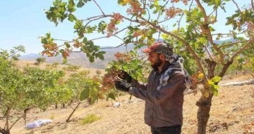 ‘Yeşil altın’ da yılın ilk hasadına başlandı