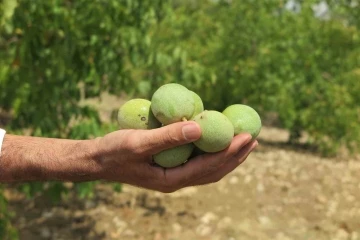 ’Yeşil Altın’ rekoltede üreticilerin yüzünü güldürdü
