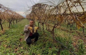 Yılbaşı sofralarının taze üzümü Sarıgöl bağlarından
