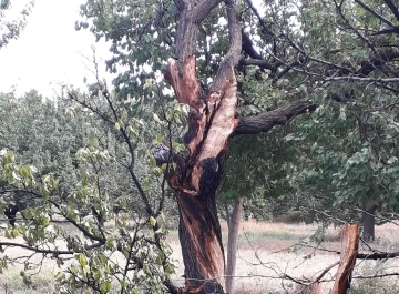 Yıldırımın düştüğü ağaç paramparça oldu
