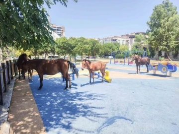 Yılkı atları çocuk parkını sevdi
