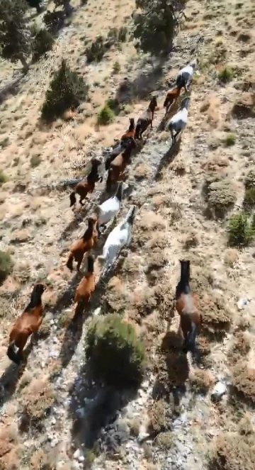 Yılkı atları dron ile görüntülendi