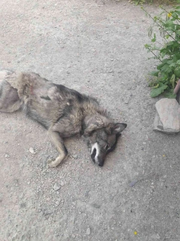 Yolunu kaybeden kurt, şehir merkezine indi
