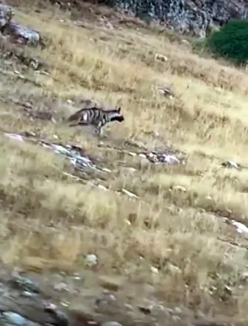 Yozgat’ta çizgili sırtlan doğal ortamında görüntülendi
