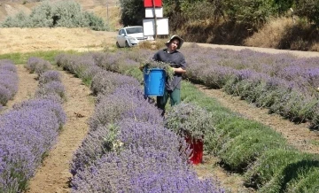 Yozgat’ta hububata alternatif olarak ekilen lavanta üreticinin gözdesi oldu
