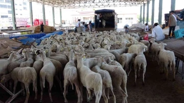 Yozgat’ta ihtiyaç sahipleri için 500 koyun kesildi

