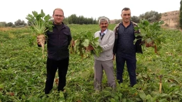 Yozgat’ta şekerpancarında 1 milyon 750 bin ton rekolte bekleniyor
