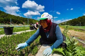 Yozgat’ta üretilen 3 milyon 400 bin fidan &quot;Geleceğe Nefes&quot; olacak
