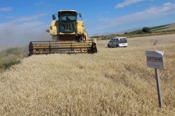 Yozgat’ta yerli çeşit arpa hasadı yapıldı
