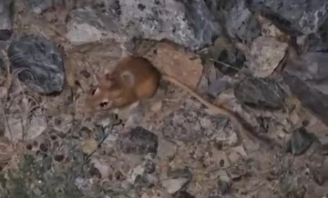 Yüksekova’da kırmızı listede bulunan kanguru faresi görüntülendi
