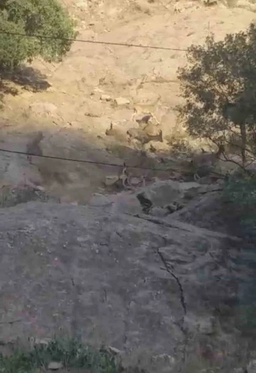 Yüksekova’da sürü halinde dağ keçisi görüntülendi
