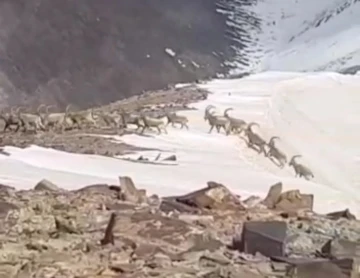 Yüksekova’da sürü halindeki dağ keçileri kameraya yansıdı
