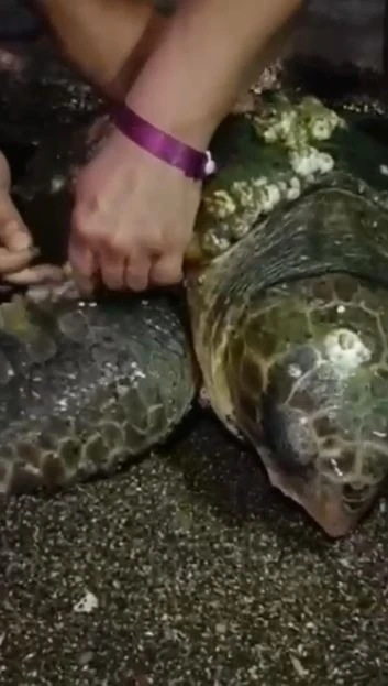 Yumurta bırakmak için kıyıya gelen caretta caretta misinaya dolandı
