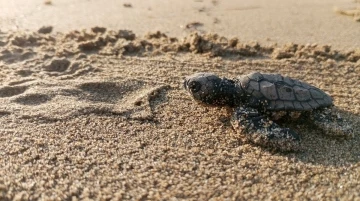 Yumurtalarından çıkan 260 yavru caretta özgürlüğe kulaç attılar
