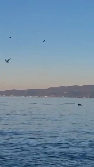 Yunus balıklarının dansı kamerada
