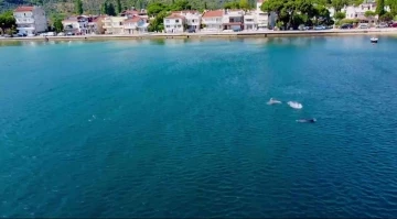 Yunuslardan Gemlik Körfezi’nde görsel şölen
