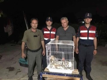 Yuvası bozulmuş paçalı baykuş ailesi koruma altına alındı
