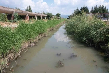 Zehir akan derede toplu balık ölümü yaşanıyor
