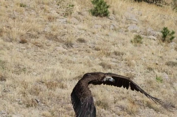 Zehirlenen kara akbaba doğaya salındı
