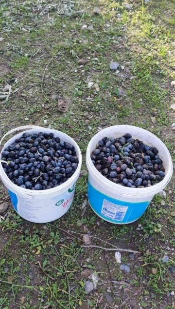 Zeytin hırsızı suçüstü yakalandı
