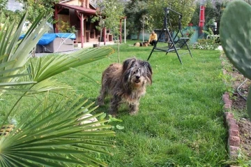 ’Zeytin’in karanlık ve sessiz dünyası
