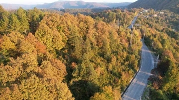 Zonguldak’ta ormanlara girişler yasaklandı
