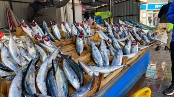 Zonguldak’ta palamudun fiyatı yükselişe geçti
